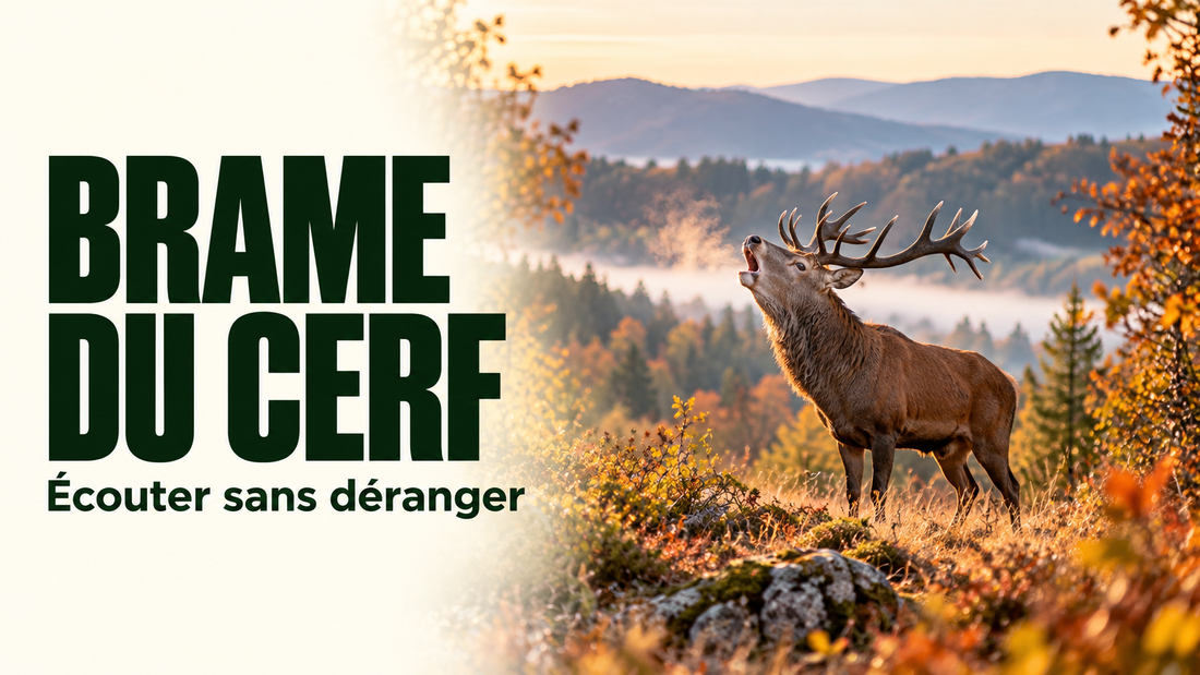 Cerf bramant dans une clairière d’automne